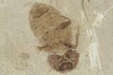 Leaf and Beetle Fossil- Green River Formation, Utah #101643-2